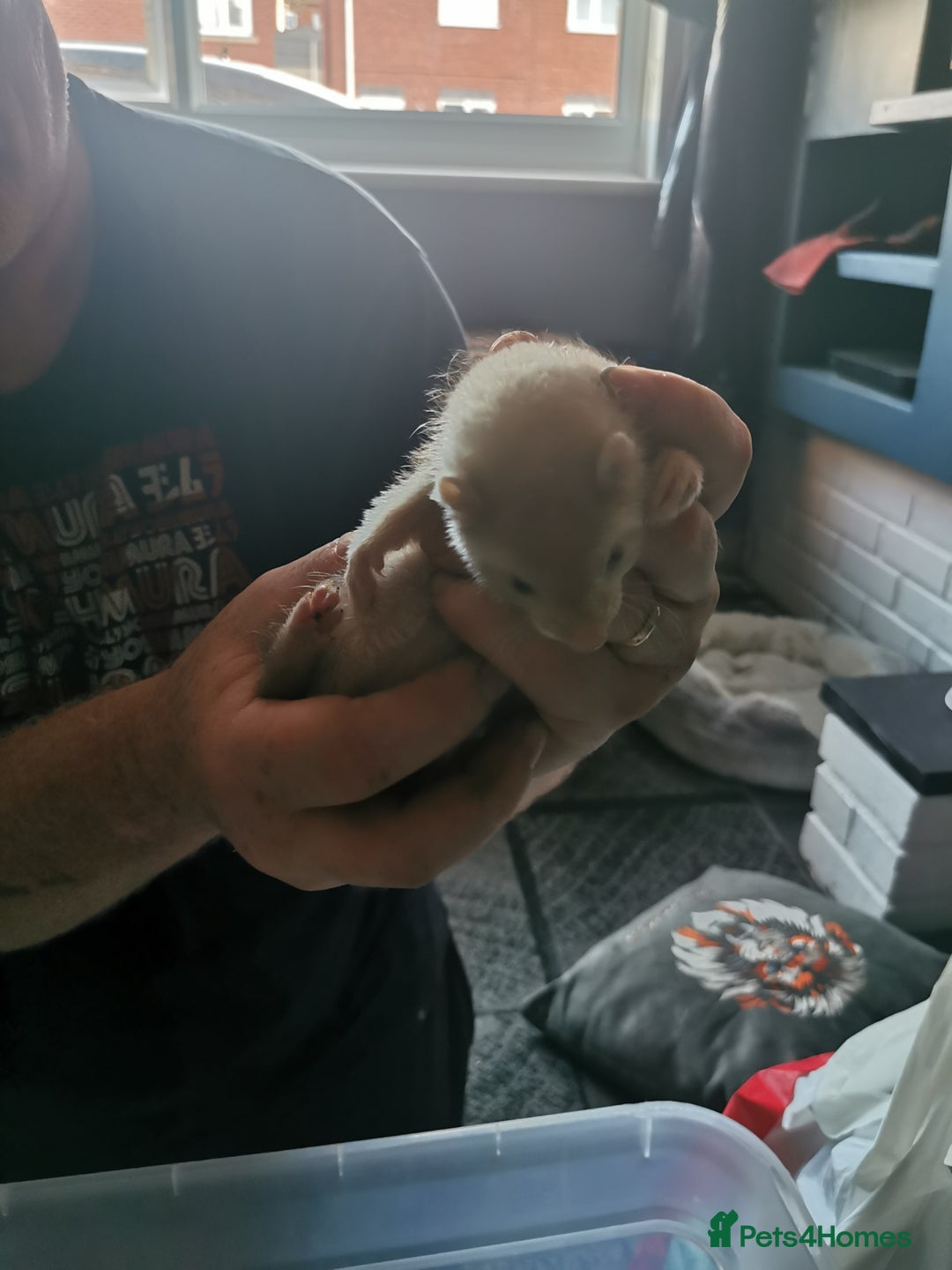 Ferret rodents for sale: Jill's  - Image 2