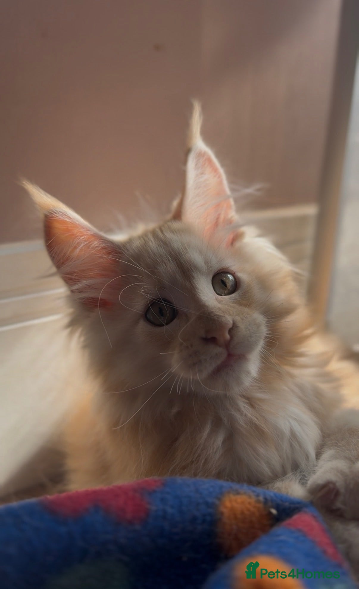 Maine Coon cats TICA Health Tested Maine Coon🐱 ready to leave   - Advert 13