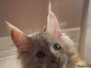 Maine Coon cats TICA Health Tested Maine Coon🐱 ready to leave - Advert 13