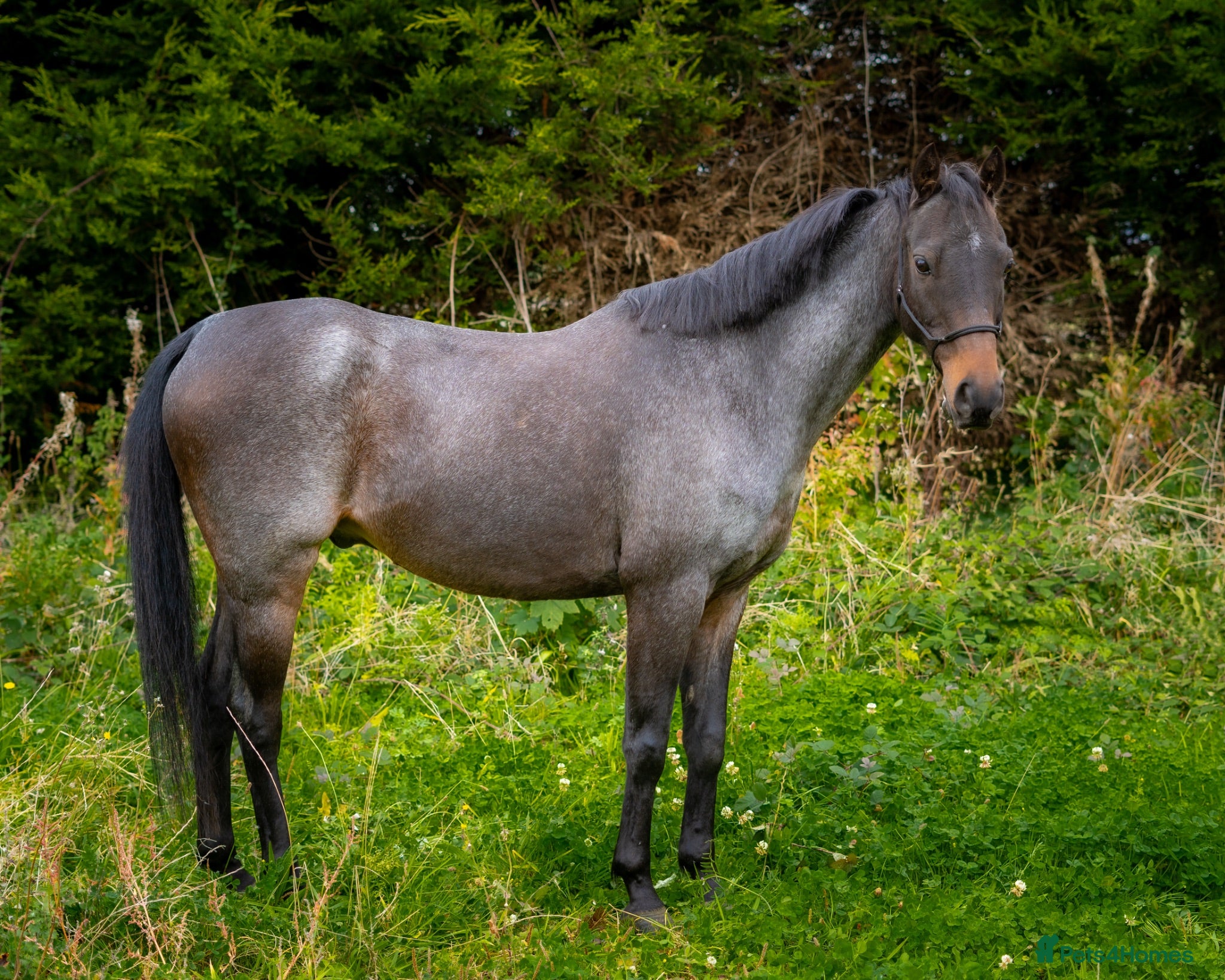 Riding pony horses 🐴 Jack – Looking for His Next Best Friend 🐴 - Advert 1