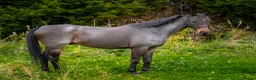 Riding pony horses for sale: 🐴 Jack – Looking for His Next Best Friend 🐴 - Advert 1