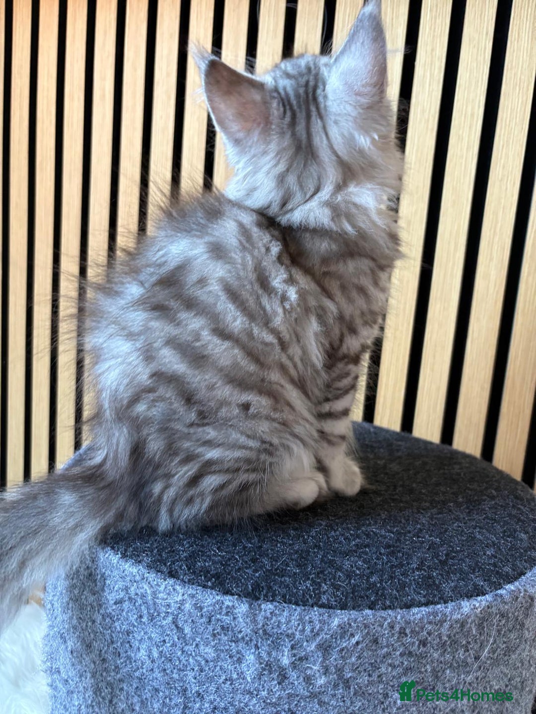 Maine Coon cats for sale: XL Maine Coon Kittens for Sale – TICA Reg - Advert 25