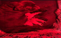 Labrador Retriever dogs for sale: Fully vaccinated chunky pedigree pups  - Advert 4