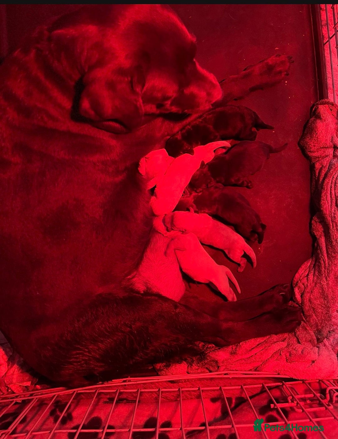 Labrador Retriever dogs for sale: Fully vaccinated chunky pedigree pups  - Advert 4