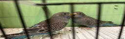 Budgerigars birds for sale: Black face and black wing pairs for sale - Advert 3