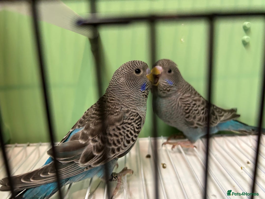 Budgerigars birds for sale: Black face and black wing pairs for sale - Advert 3