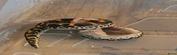 Boa Snake reptiles for sale: Baby Sand Boas Available (mix of morphs) - Advert 4