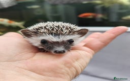 Pygmy Hedgehog rodents for sale: African pygmy hedgehogs - Image 20