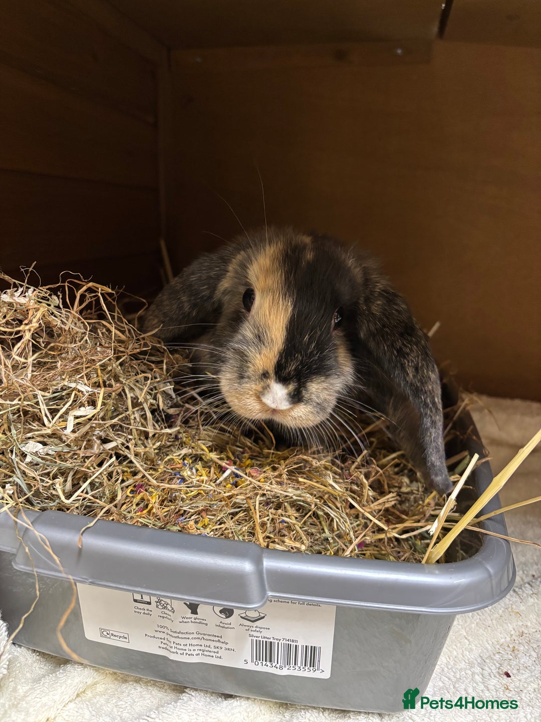 Mini Lop rabbits for sale: Female bunny - Advert 2