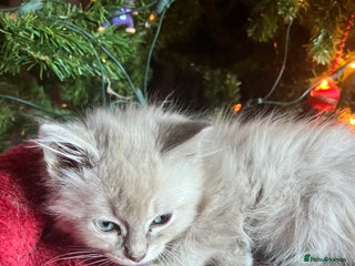 Ragdoll cats Gorgeous Tica Cherubim ragdoll kittens - Advert 7