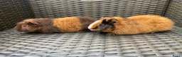 Guinea Pig rodents for sale: 2 stunning Teddy babys (brothers) - Advert 3