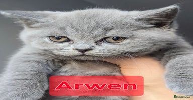 British Shorthair cats - Advert 7