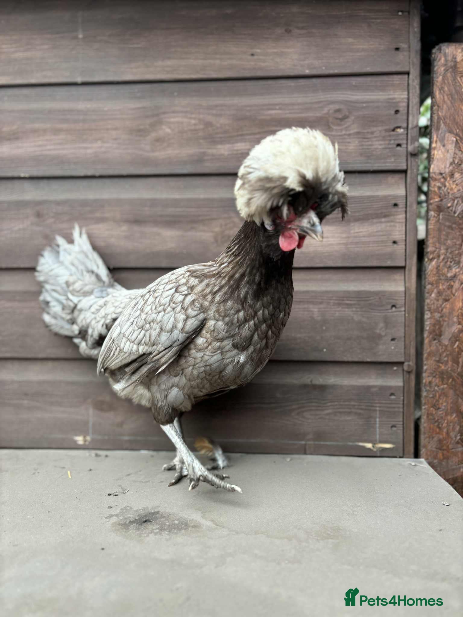 Chickens poultry 4 mixed bantams. Great layers, 1 yr old - Advert 1