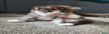 Maine Coon 1