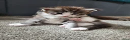 Maine Coon cats for sale: 3 MaineCoon Kittens 😸  - Advert 6