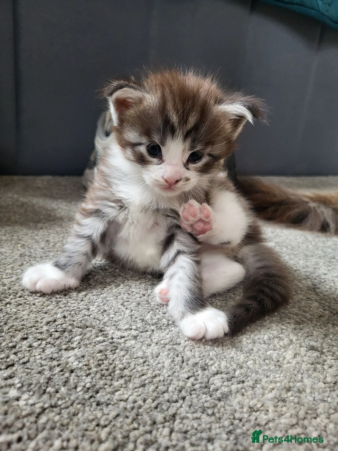 Maine Coon cats for sale: 3 MaineCoon Kittens 😸  - Advert 6