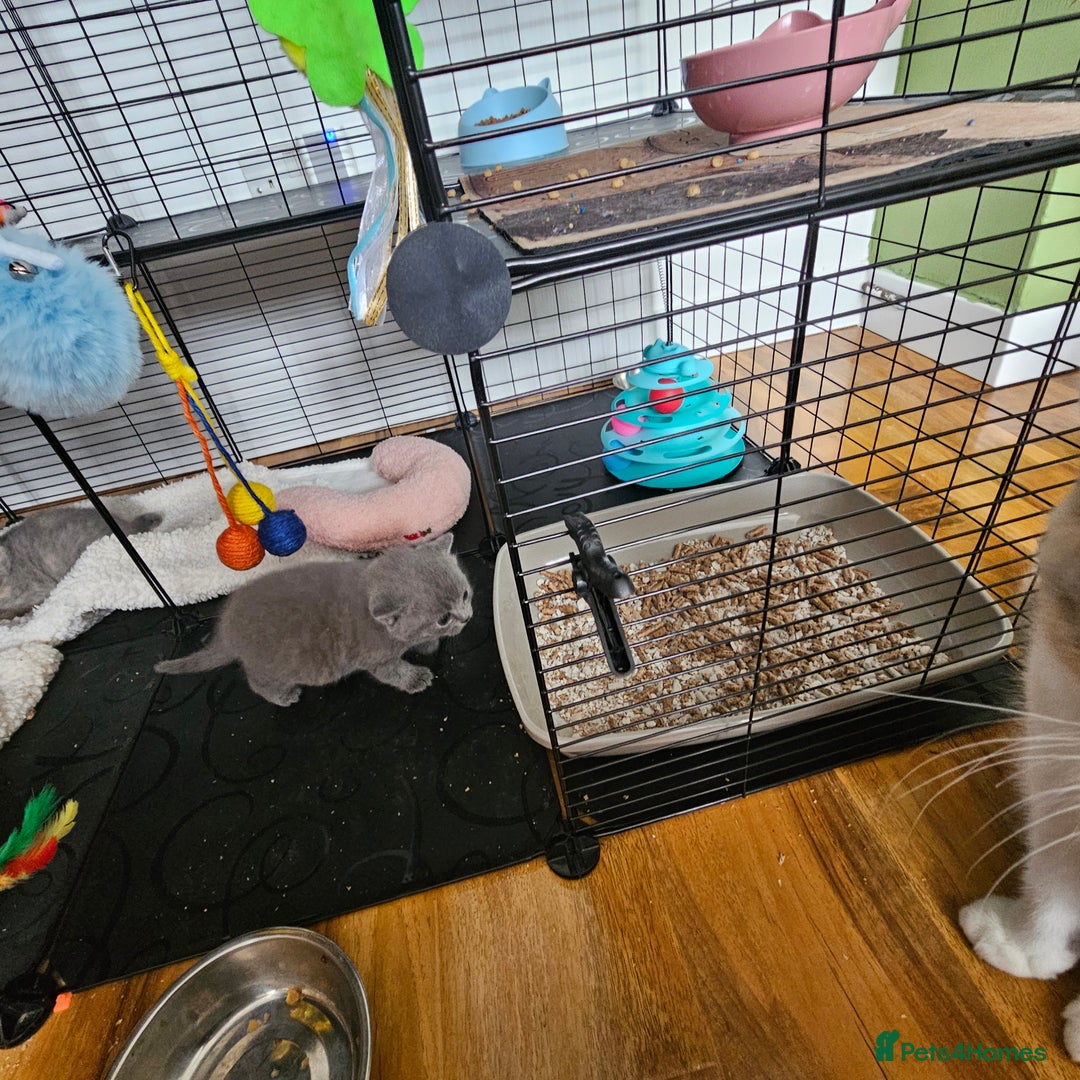 British Shorthair cats for sale: GCCF blue male  - Image 3