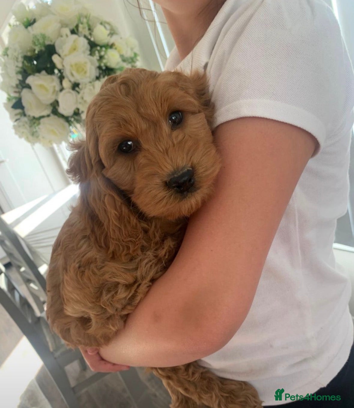 Cockapoo dogs Stunning red F1b cockapoo puppy’s ready to go - Advert 12