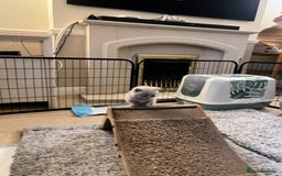 British Shorthair cats for sale: 4 beautiful lilac and blue kittens. - Advert 14