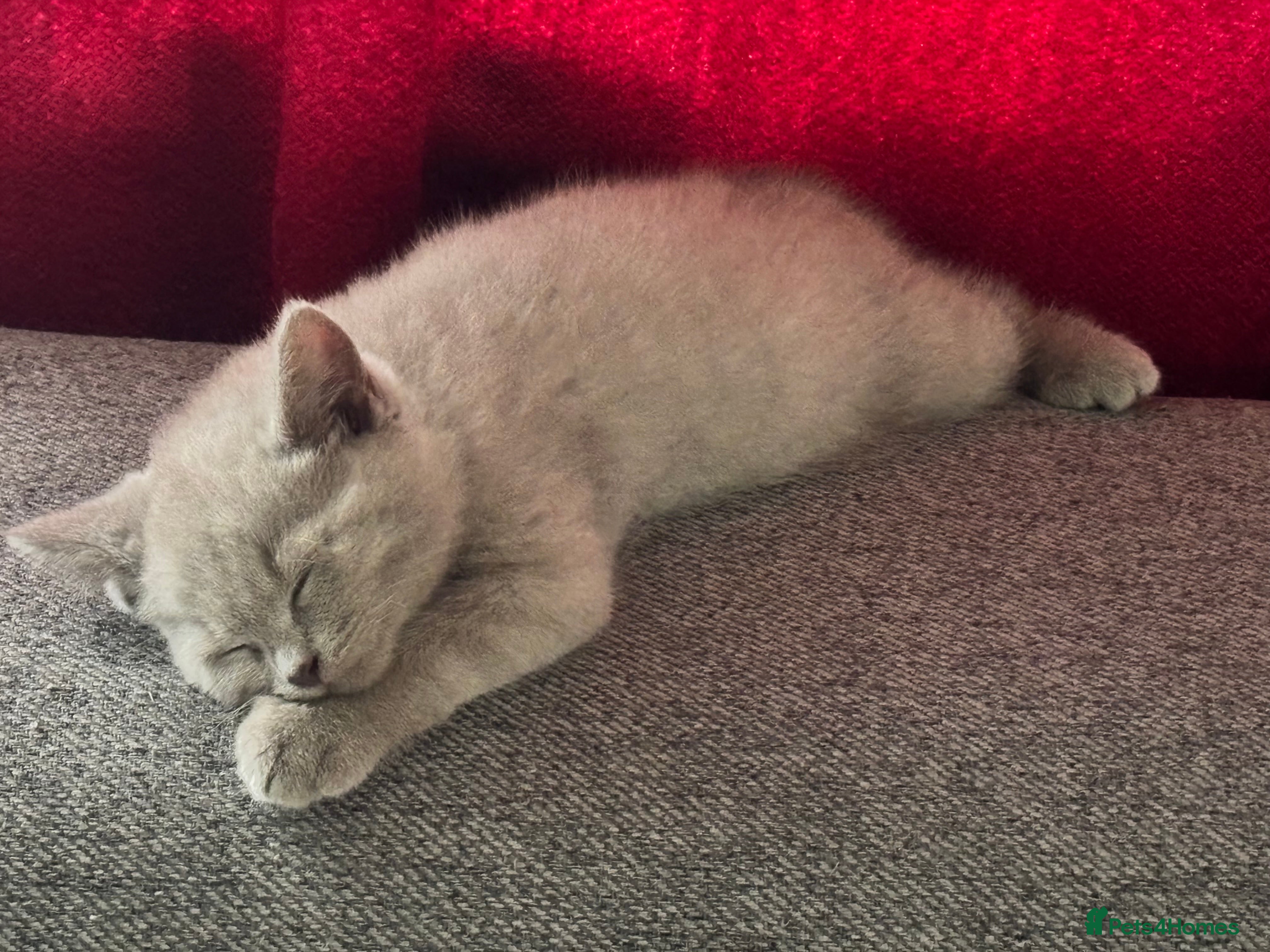British Shorthair cats 2 British shorthair boys ready go  new home ❤️ - Advert 2