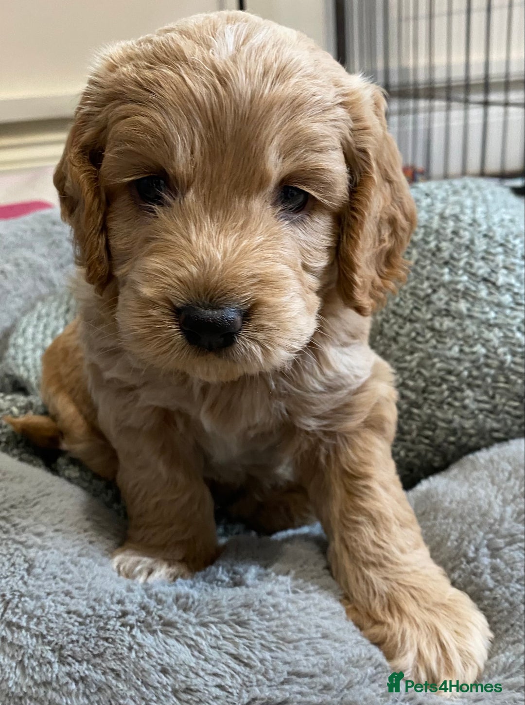Cockapoo dogs for sale: 2 BOYS LEFT Quality F1 Cockapoos DNA CLEAR PARENTS - Image 3