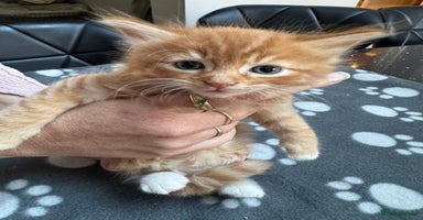 Mixed Breed cats - Advert 16
