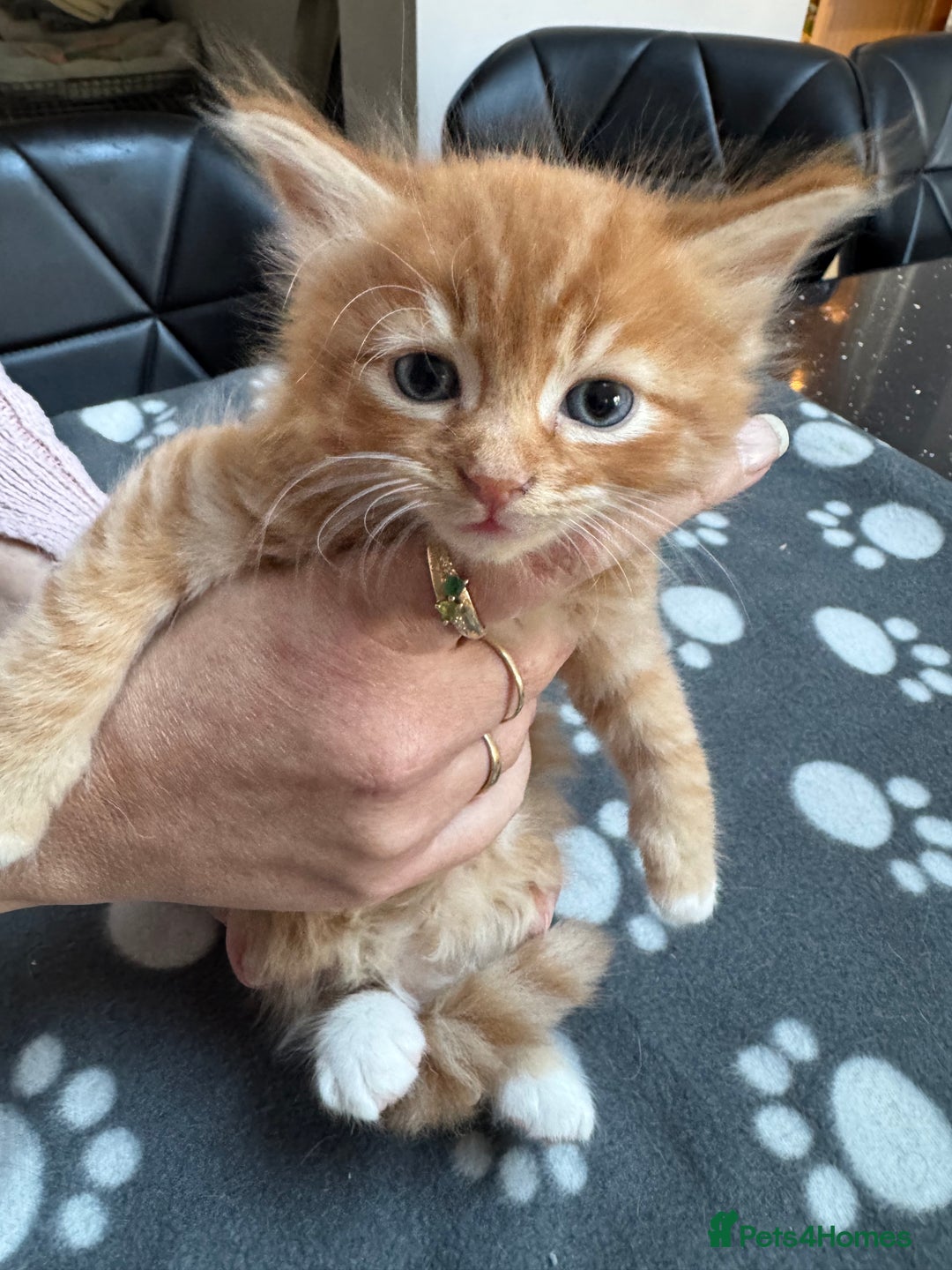 Mixed Breed cats for sale: Kittens available - females and males - Image 2
