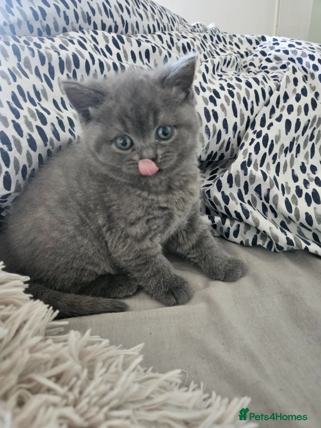 British Shorthair cats for sale: British Shorthair kittens!!!  - Advert 22