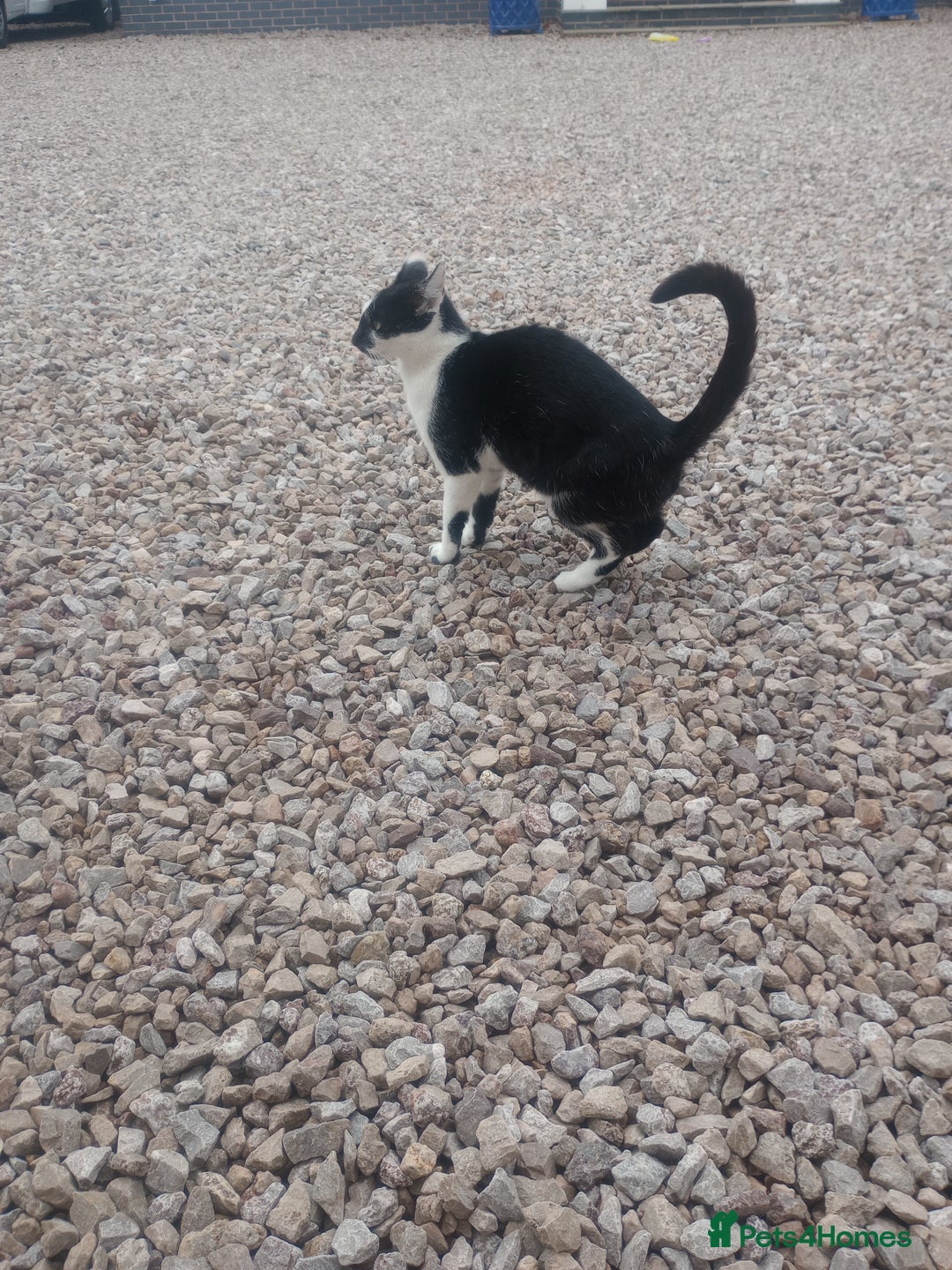 Mixed Breed cats for sale: Farm cat - Image 4