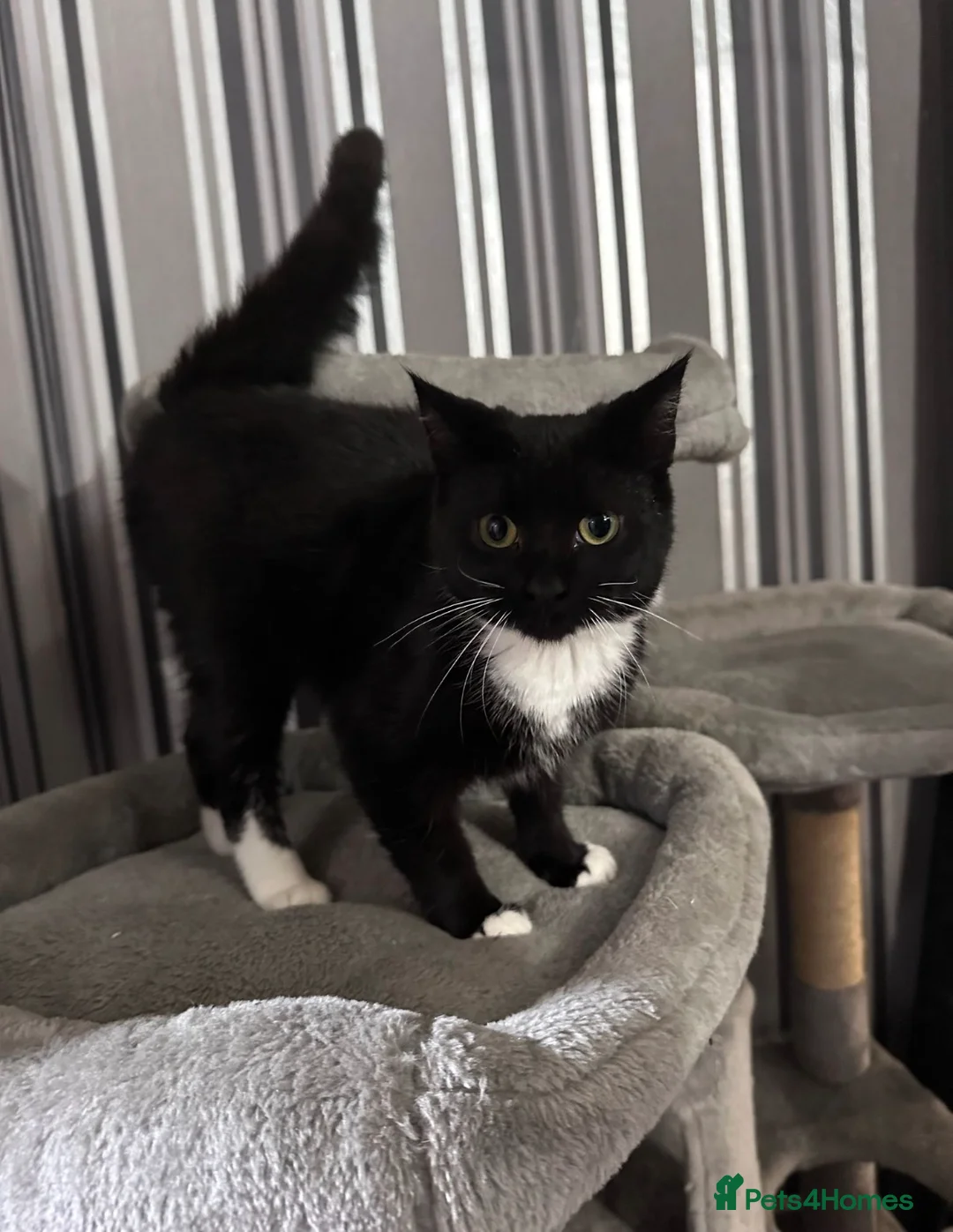 Domestic Shorthair cats for sale: Looking for their homes  - Advert 4