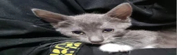 Russian Blue cats for sale: 4 beautiful Russian blue mixed with British blue - Advert 10