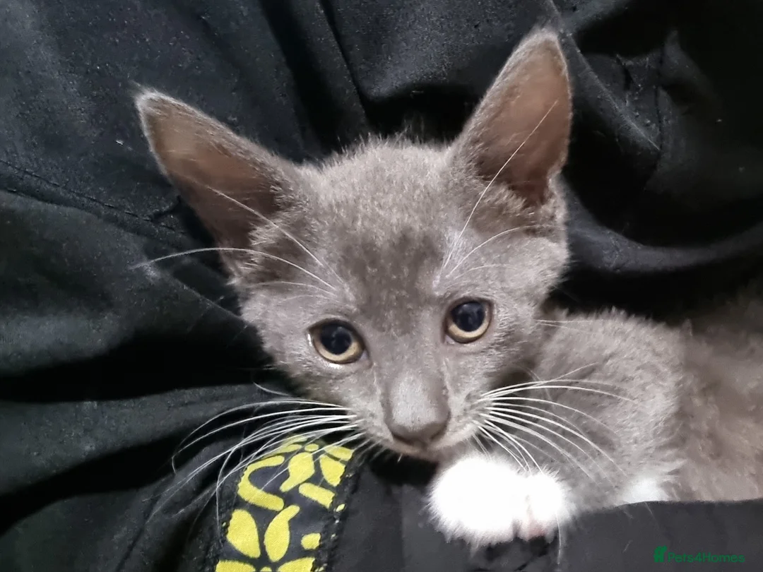 Russian Blue cats for sale: 4 beautiful Russian blue mixed with British blue - Advert 10