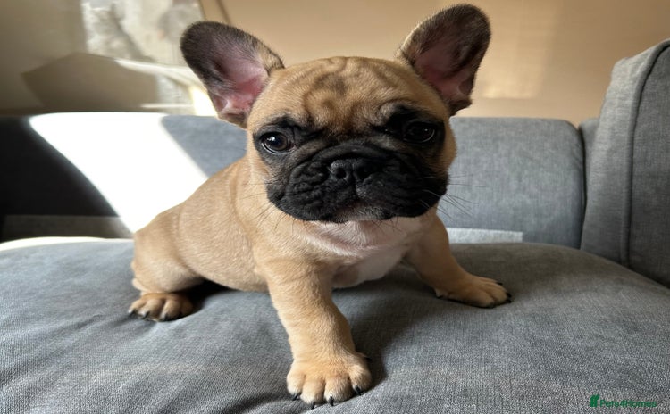 French Bulldog dogs for sale - Advert 1