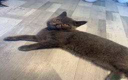 British Shorthair cats for sale: ❣️British Shorthair Kittens Blue❣️ - Image 3