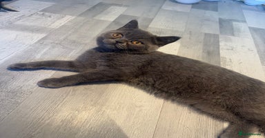 British Shorthair cats - Advert 7