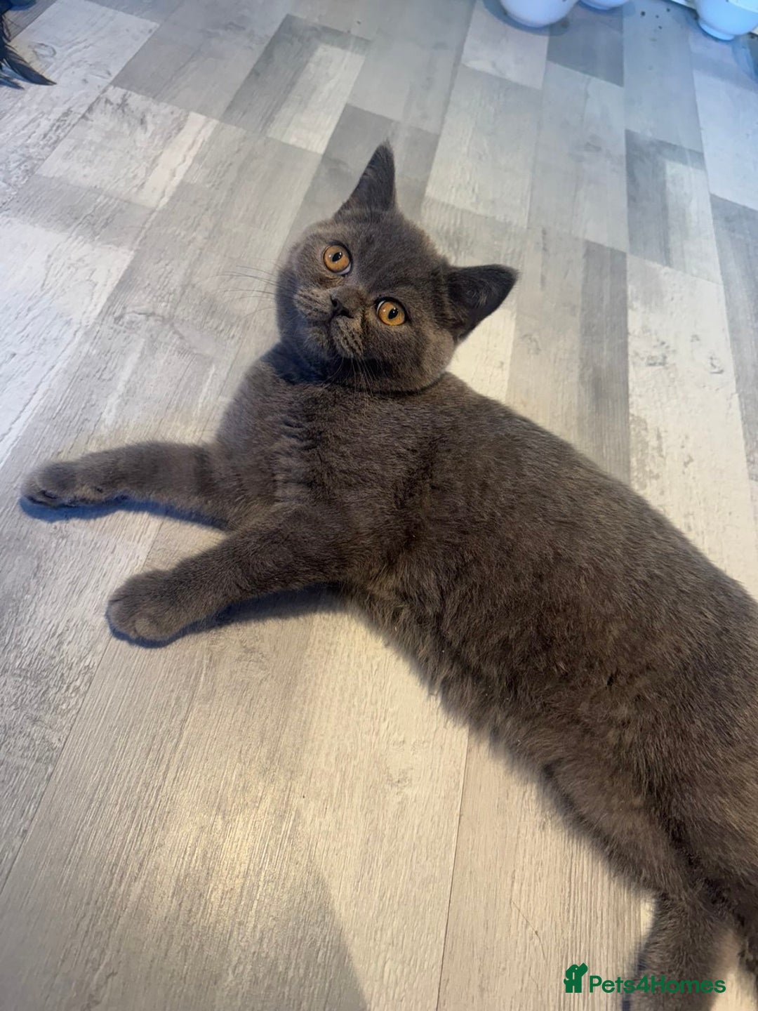 British Shorthair cats for sale: ❣️British Shorthair Kittens Blue❣️ - Image 3