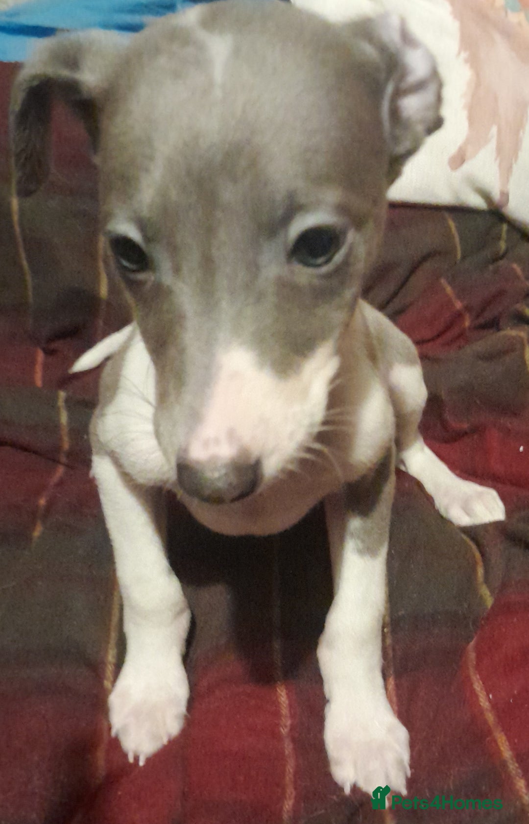 Whippet dogs for sale: KC Whippet puppies - Advert 8