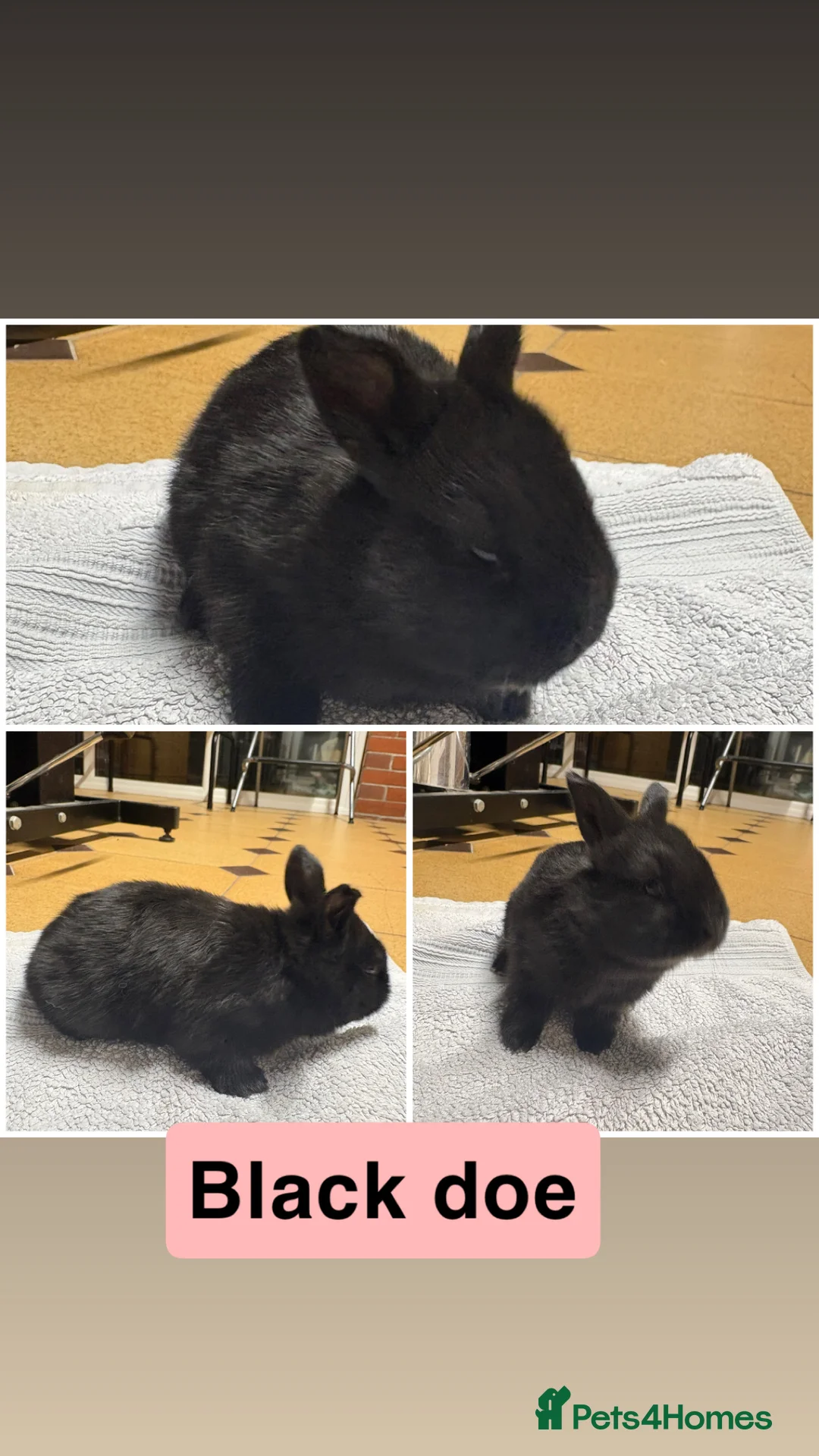 New Zealand rabbits for sale: New Zealand rabbits(ready 2nd April) - Advert 2