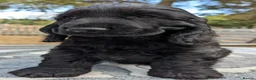 Cocker Spaniel dogs for sale: Solid Black Extensively Health Tested Show Pups!  in Lincoln - Advert 5