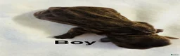 Cockapoo dogs for sale: DNA CLEAR, Merle Cockapoos, Ready 6th Novemeber - Advert 8