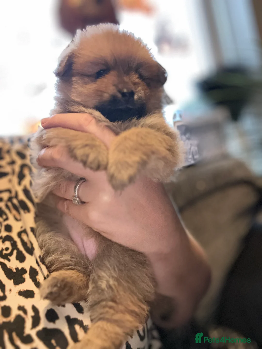 Pomchi dogs for sale: Teddy bear Pomeranian puppies - Advert 36