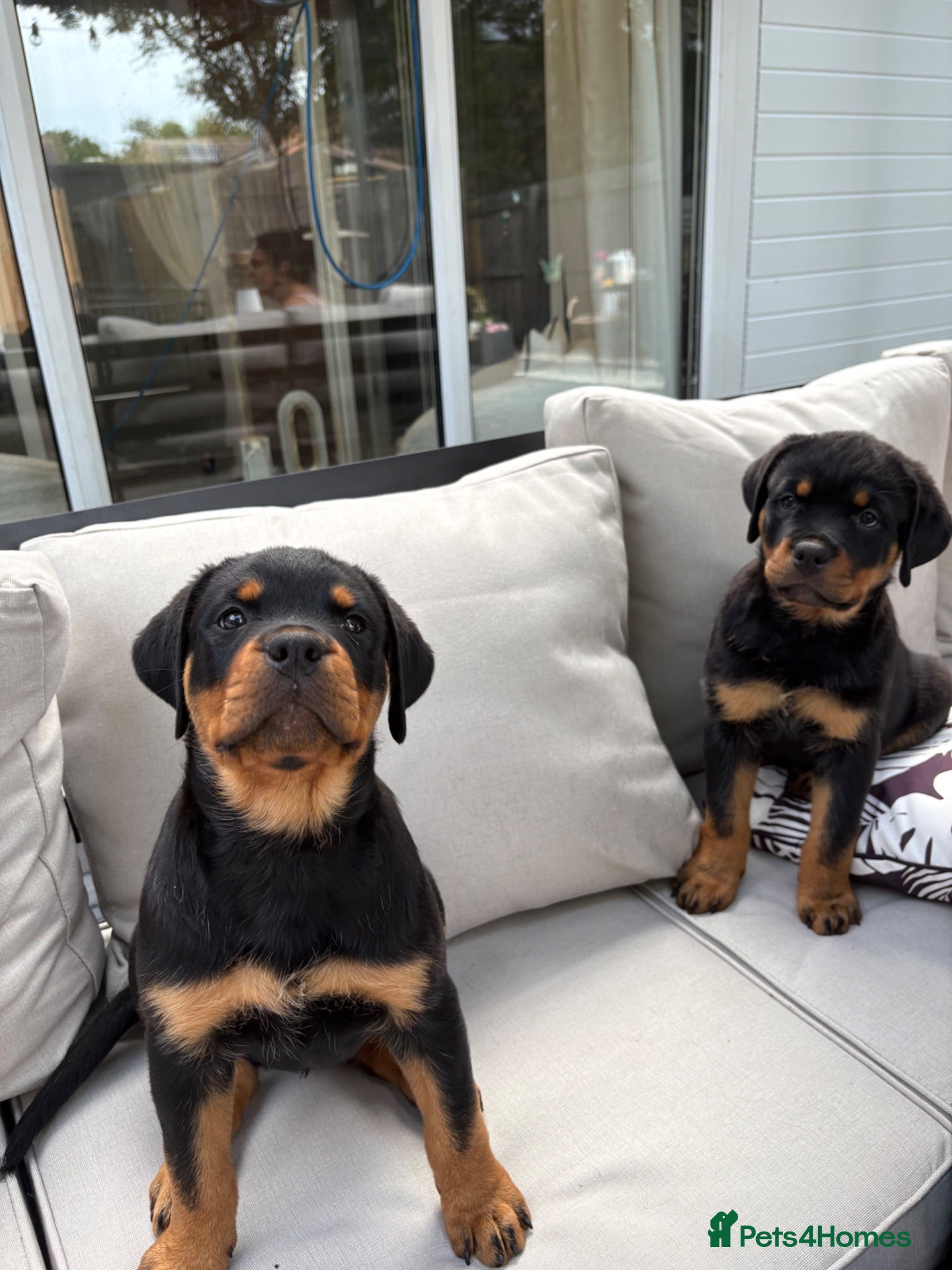 Rottweiler dogs 13 week old girl Rottweilers - Advert 5