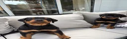 Rottweiler dogs for sale: 13 week old girl Rottweilers in Cardiff - Advert 1