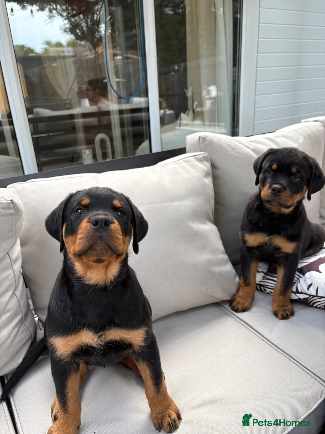 Rottweiler dogs for sale: 13 week old girl Rottweilers in Cardiff - Advert 1
