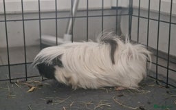 Guinea Pig rodents for sale: Neutered single boy guineapigs  - Image 5
