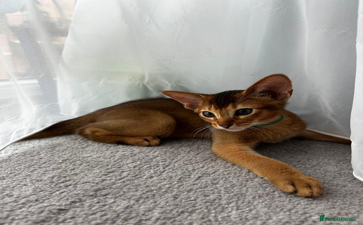 Abyssinian cats - Advert 2