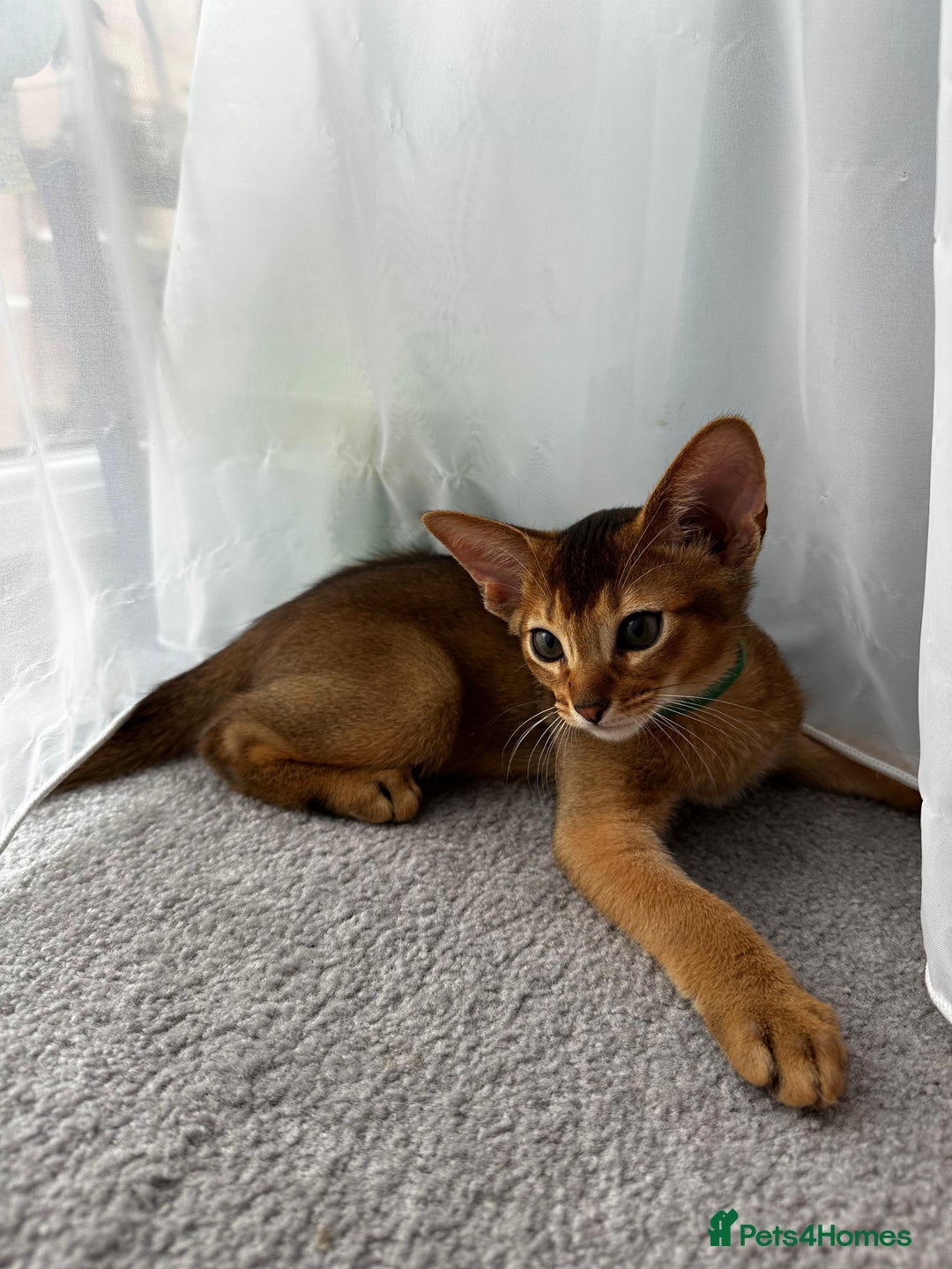 Abyssinian cats for sale: Nice Pure Abyssinian Kittens - Image 1