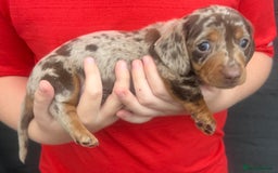 Miniature Dachshund dogs for sale: 🥰 Stunning Miniature Dachshunds 🥰 - Advert 10
