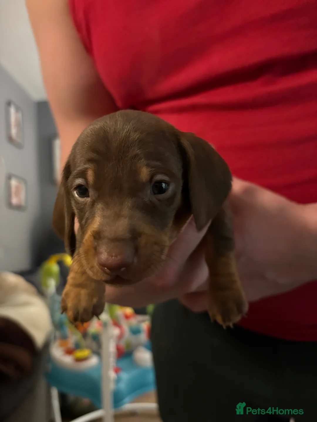 Miniature Dachshund dogs for sale: Miniature dachshund puppies - Advert 7