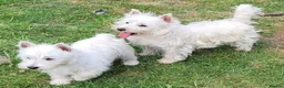West Highland Terrier dogs for sale:  KC Reg. lovely West Highland White Terrier girl  - Advert 2